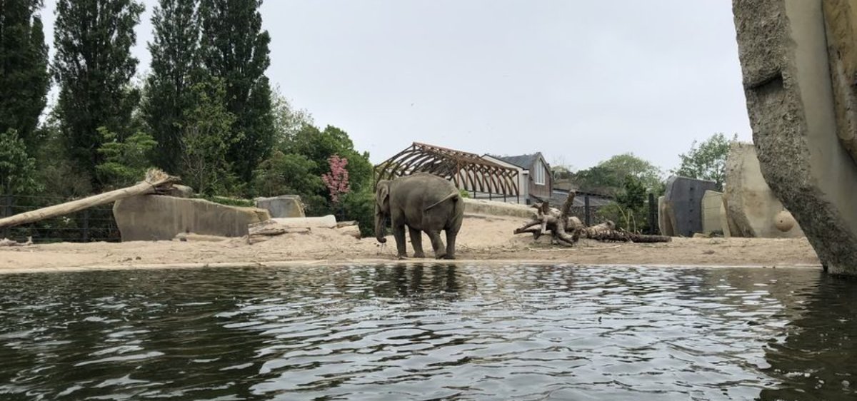 Artis Amsterdam Zoo & Micropia discount tickets, reviews & more!