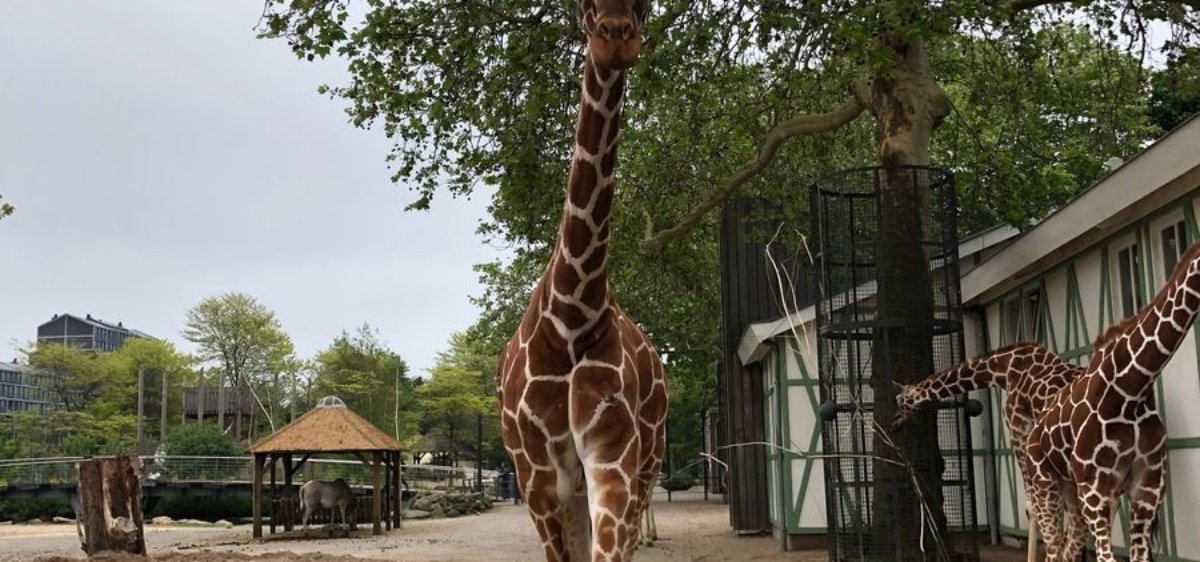 Artis Amsterdam Zoo & Micropia discount tickets, reviews & more!