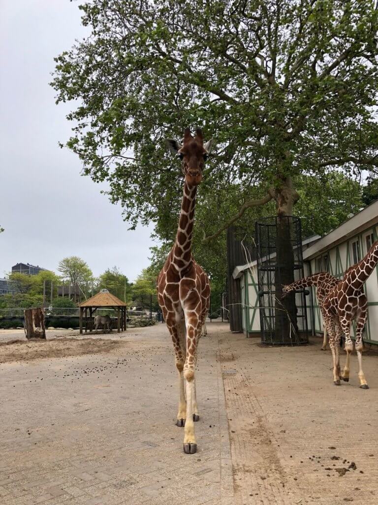 Artis Amsterdam Zoo & Micropia discount tickets, reviews & more!