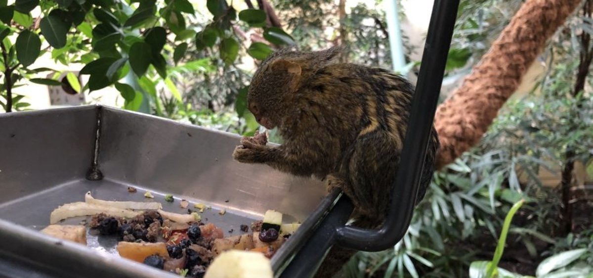 Artis Amsterdam Zoo & Micropia discount tickets, reviews & more!