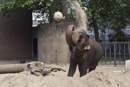 Zoo royal Artis d’Amsterdam