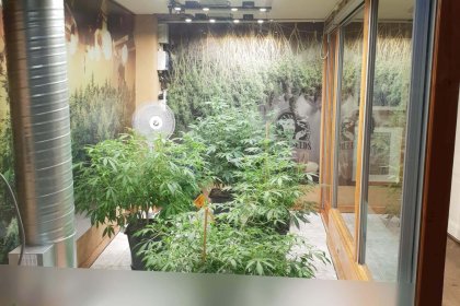 Hash Marihuana & Hemp Museum Hash Marihuana & Hemp Museum
