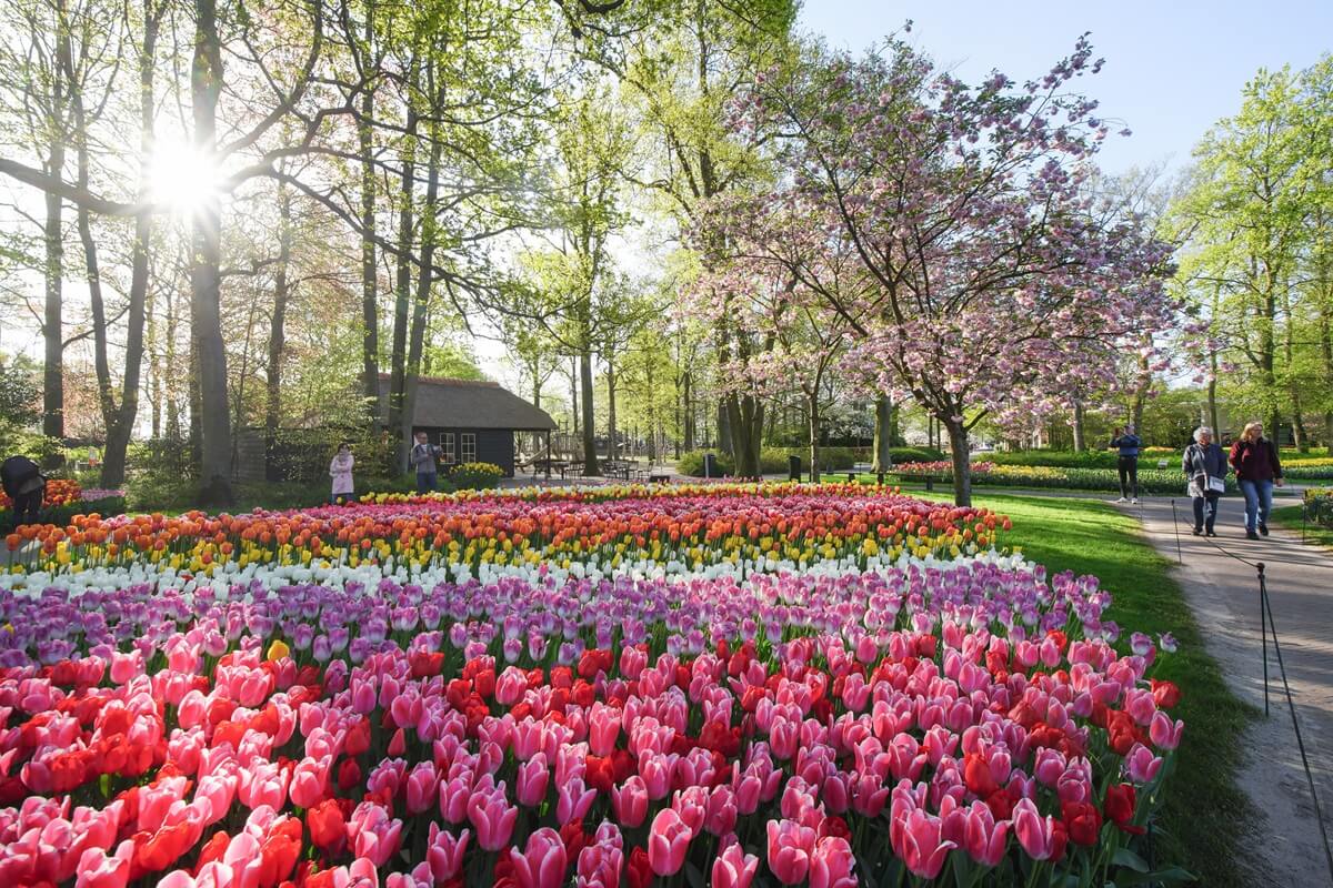 Flowers and trees in full bloom in Keukenhof
