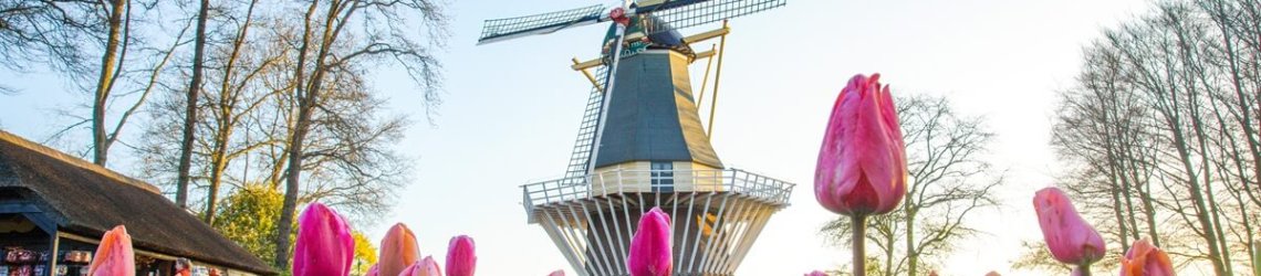 Traditionelle holländische Windmühle, die hinter den Tulpen aufragt