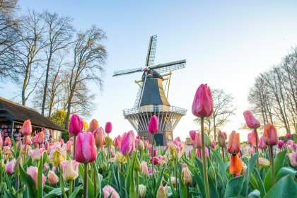 Les jardins de tulipes de Keukenhof