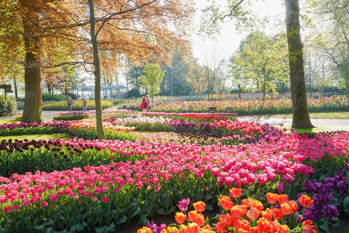 Keukenhof 2025 Tulips in many different colours perfectly aligned in Keukenhof
