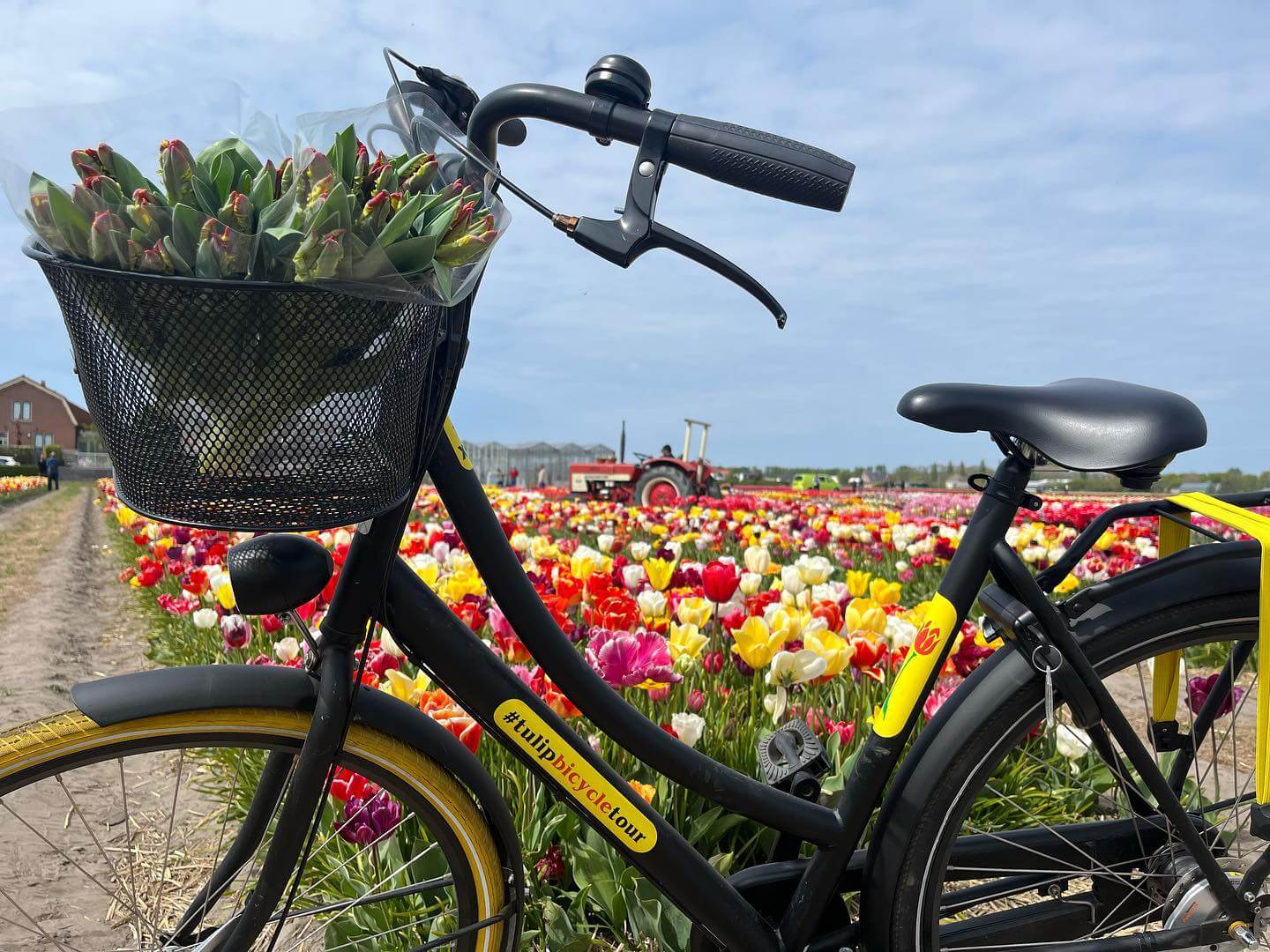 Tulipbicycletour