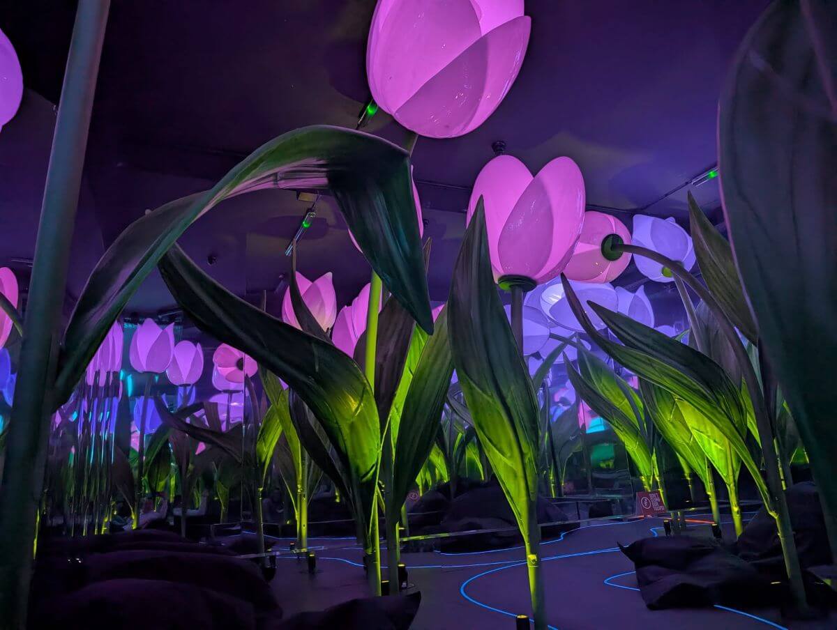 walk through the magic tulip fields of Highlights of Holland walk through the magic tulip fields of Highlights of Holland