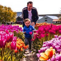 The Tulip Experience