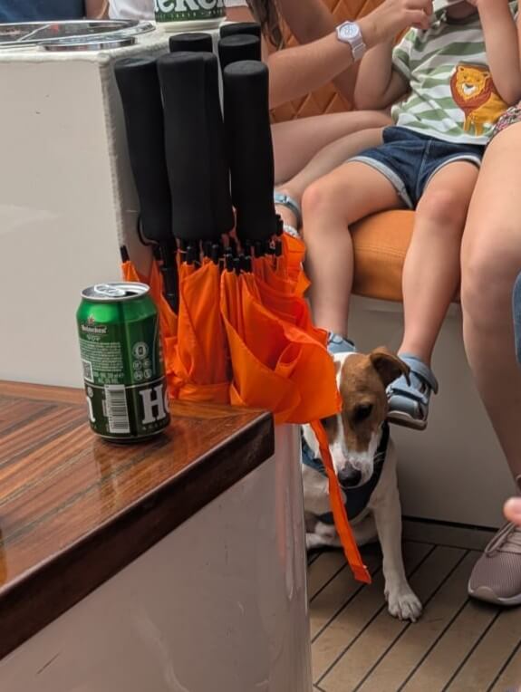 Small 4-legged passenger on the lovely cruise