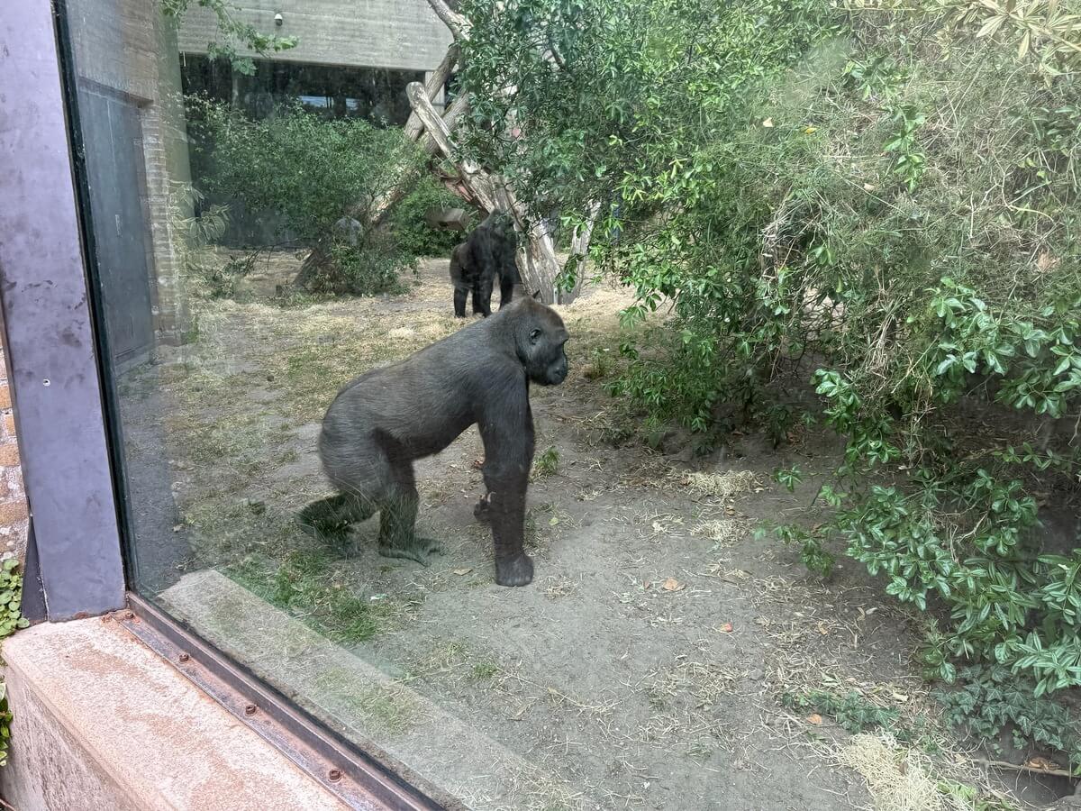 Artis Hayvanat Bahçesi'ndeki şempanzeler