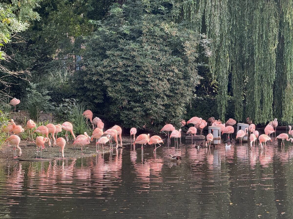 Flamingoes at Artis Zoo