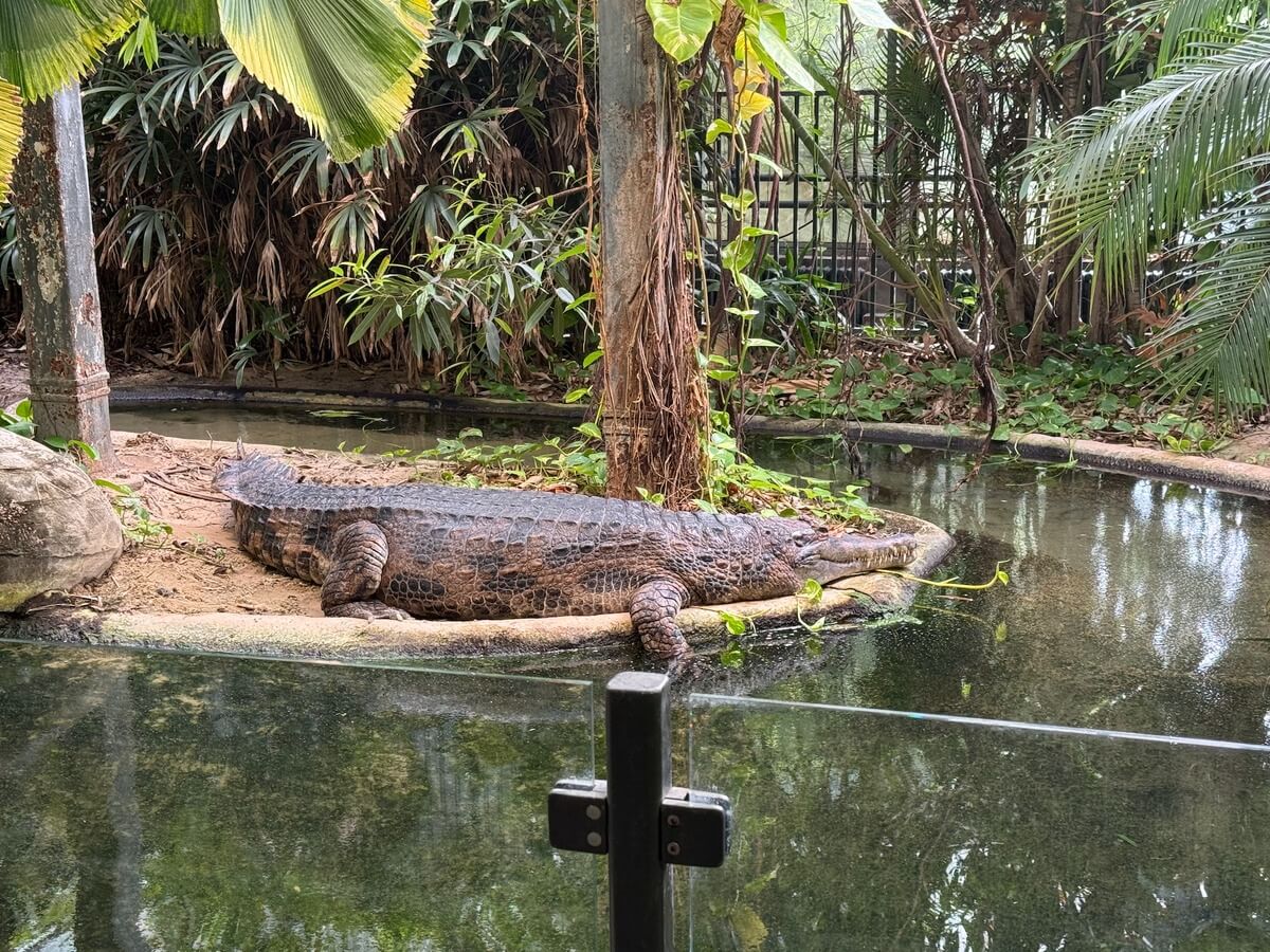 Artis Hayvanat Bahçesi'nde uyuyan timsah